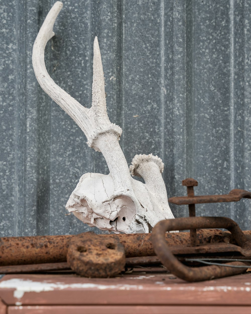 a piece of driftwood with a large antler on top of it