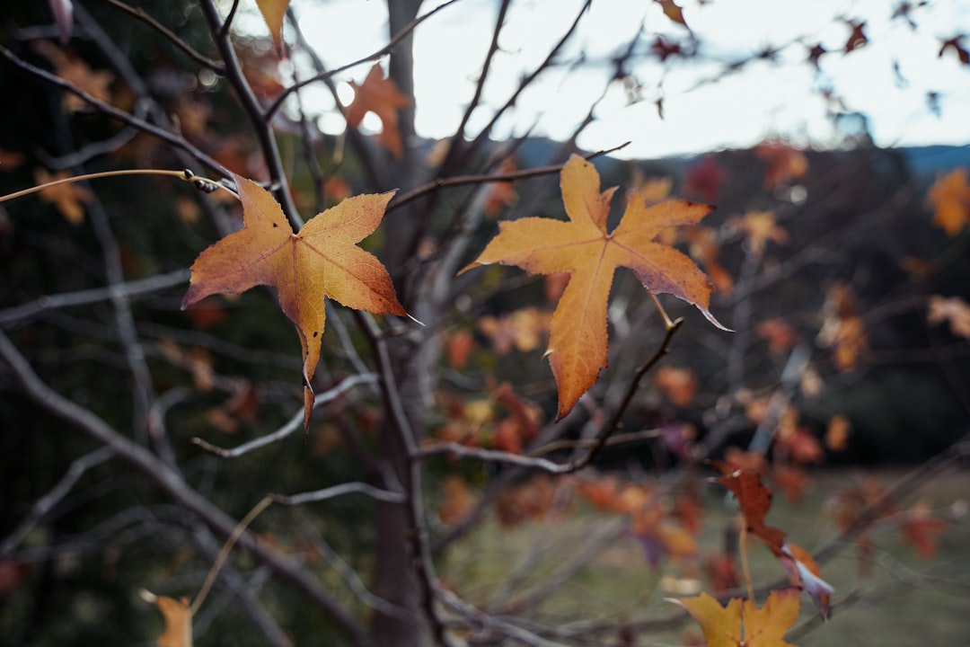 brown maple leaf on tree branch