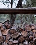 A pile of cut logs stacked neatly in an outdoor setting, surrounded by trees and branches. The logs have visible growth rings and varied coloring, ranging from deep brown to lighter tan, with rough bark still attached.