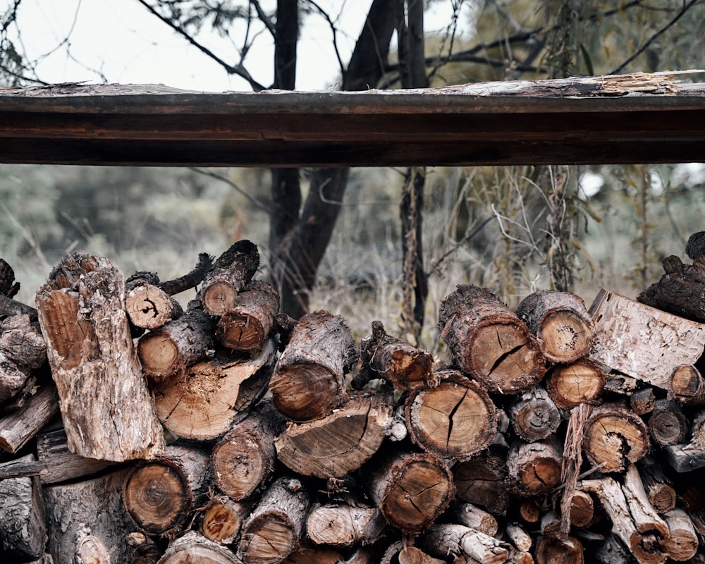 a pile of wood sitting in the middle of a forest