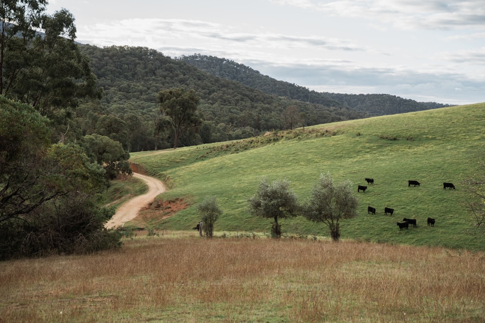 a herd of cattle grazing on a lush green hillside