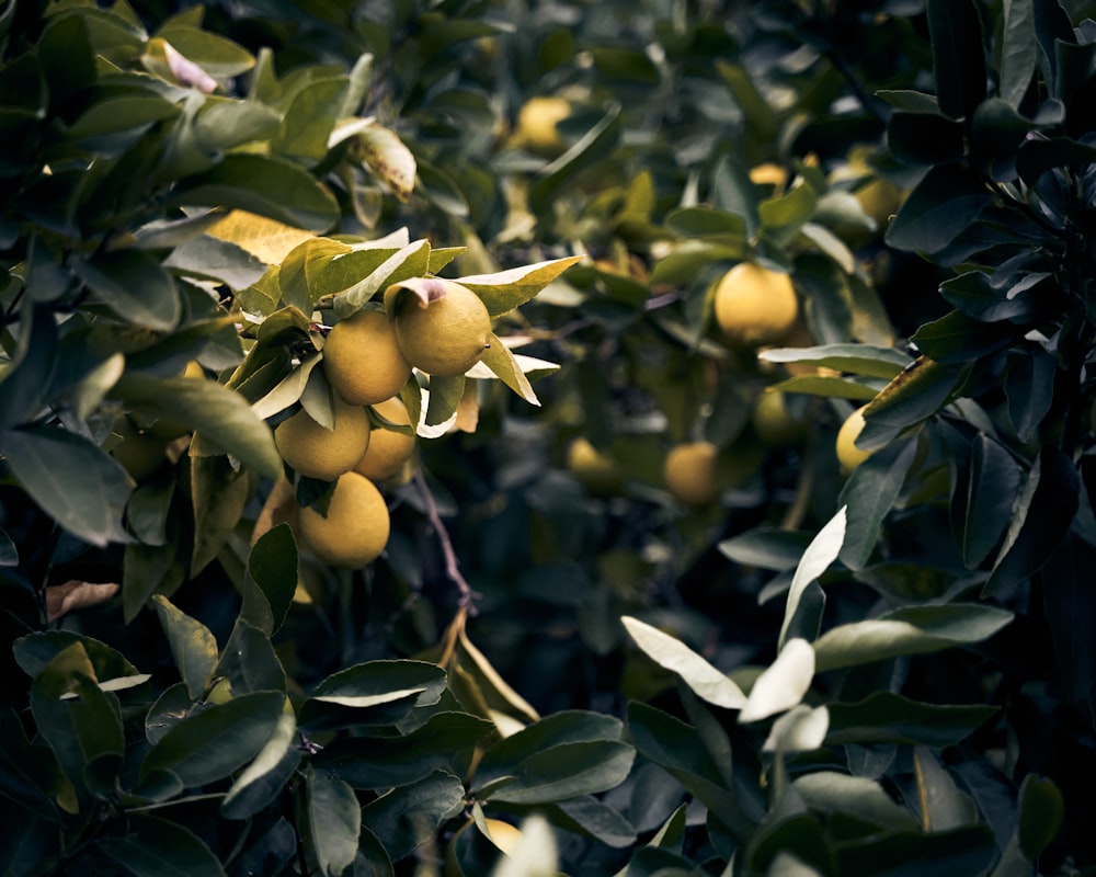 Un árbol lleno de mucha fruta verde y amarilla