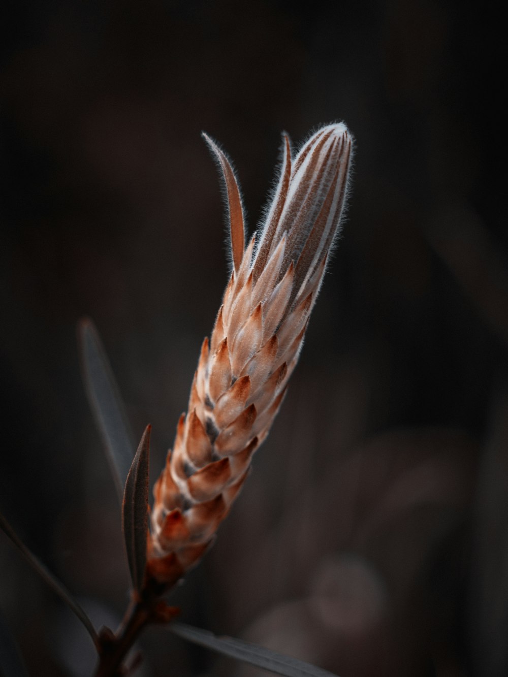 brown and white feather in close up photography