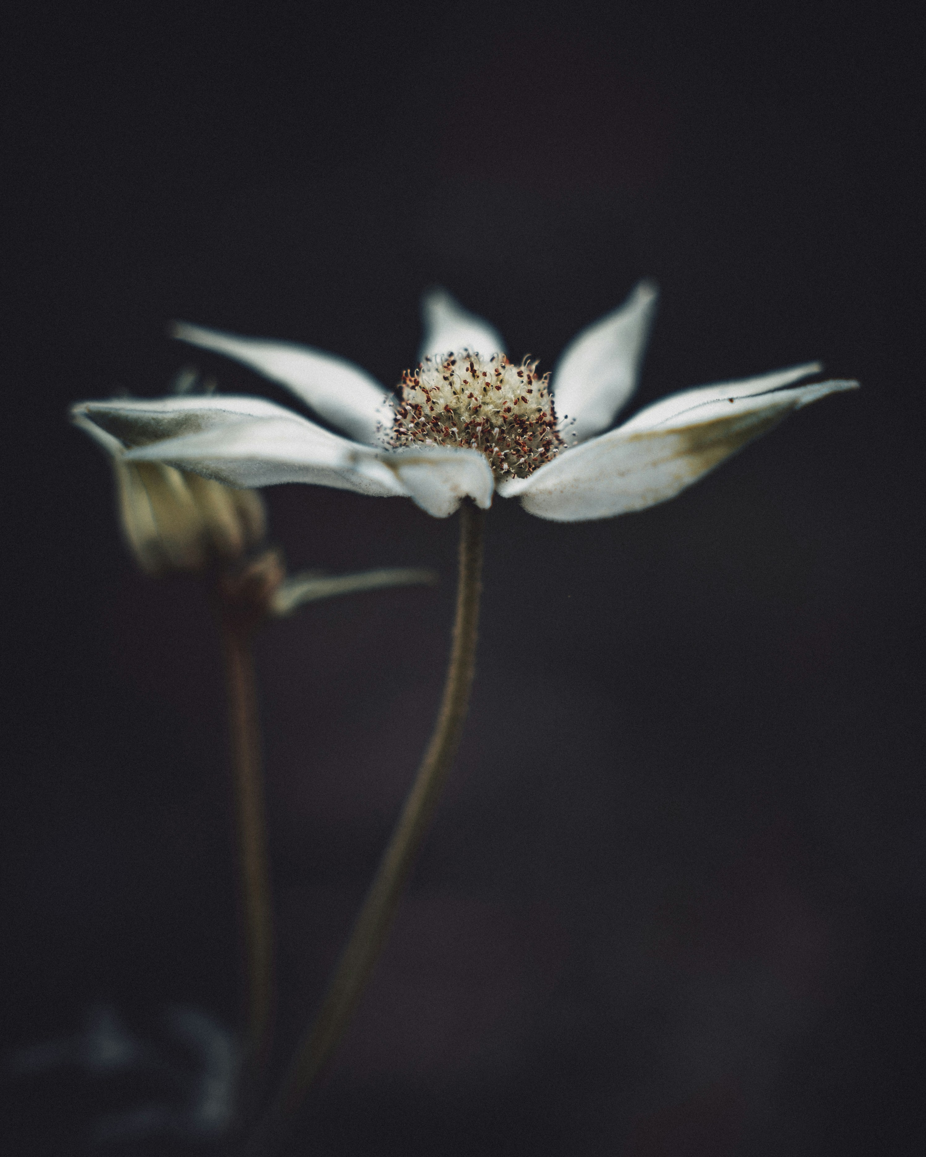 a close up of a white flower with a black background