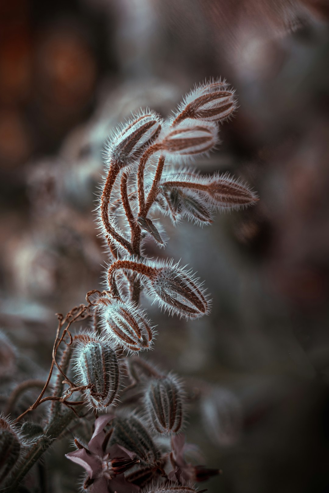 white and green plant in close up photography