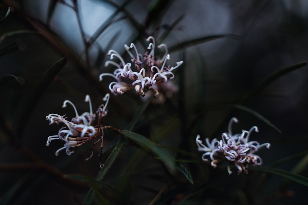 a close up of some white flowers on a tree