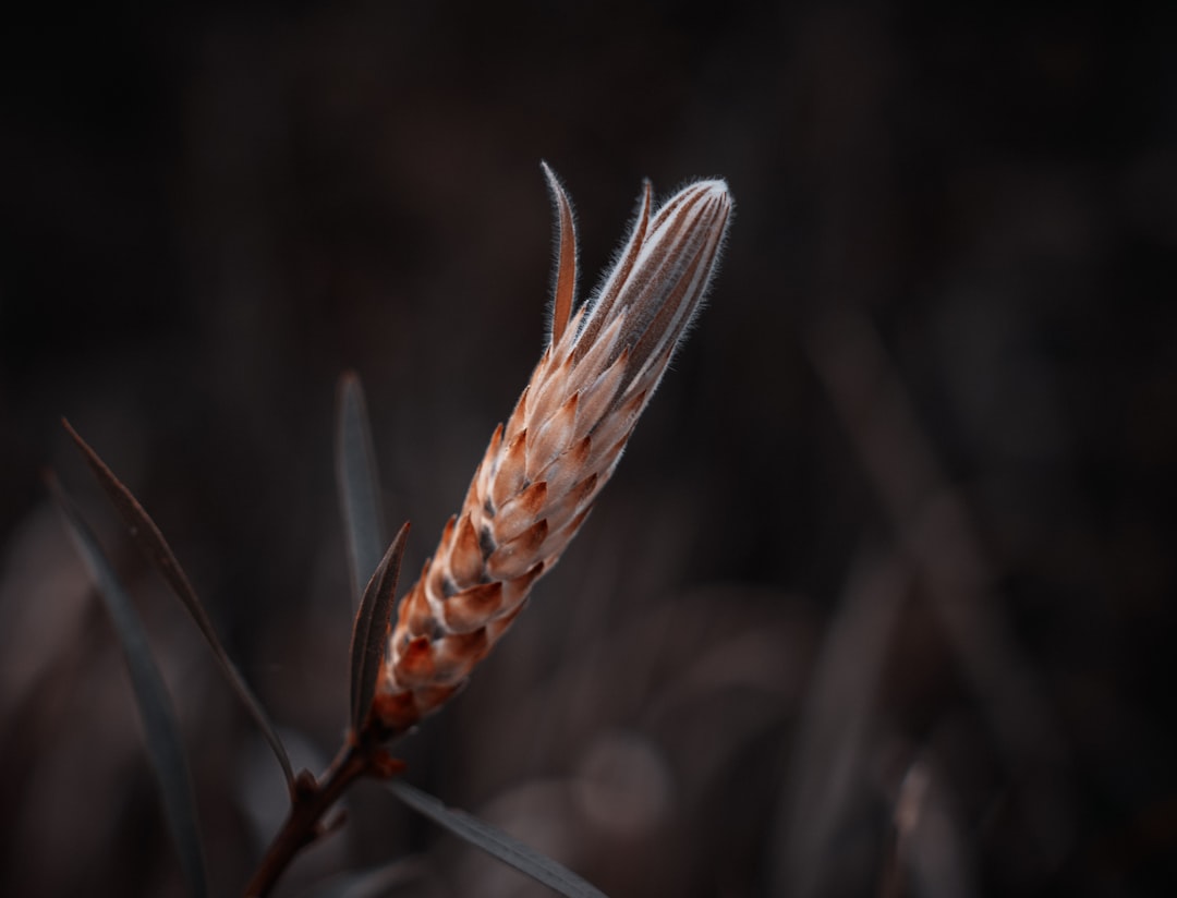 brown and white bird of paradise in close up photography