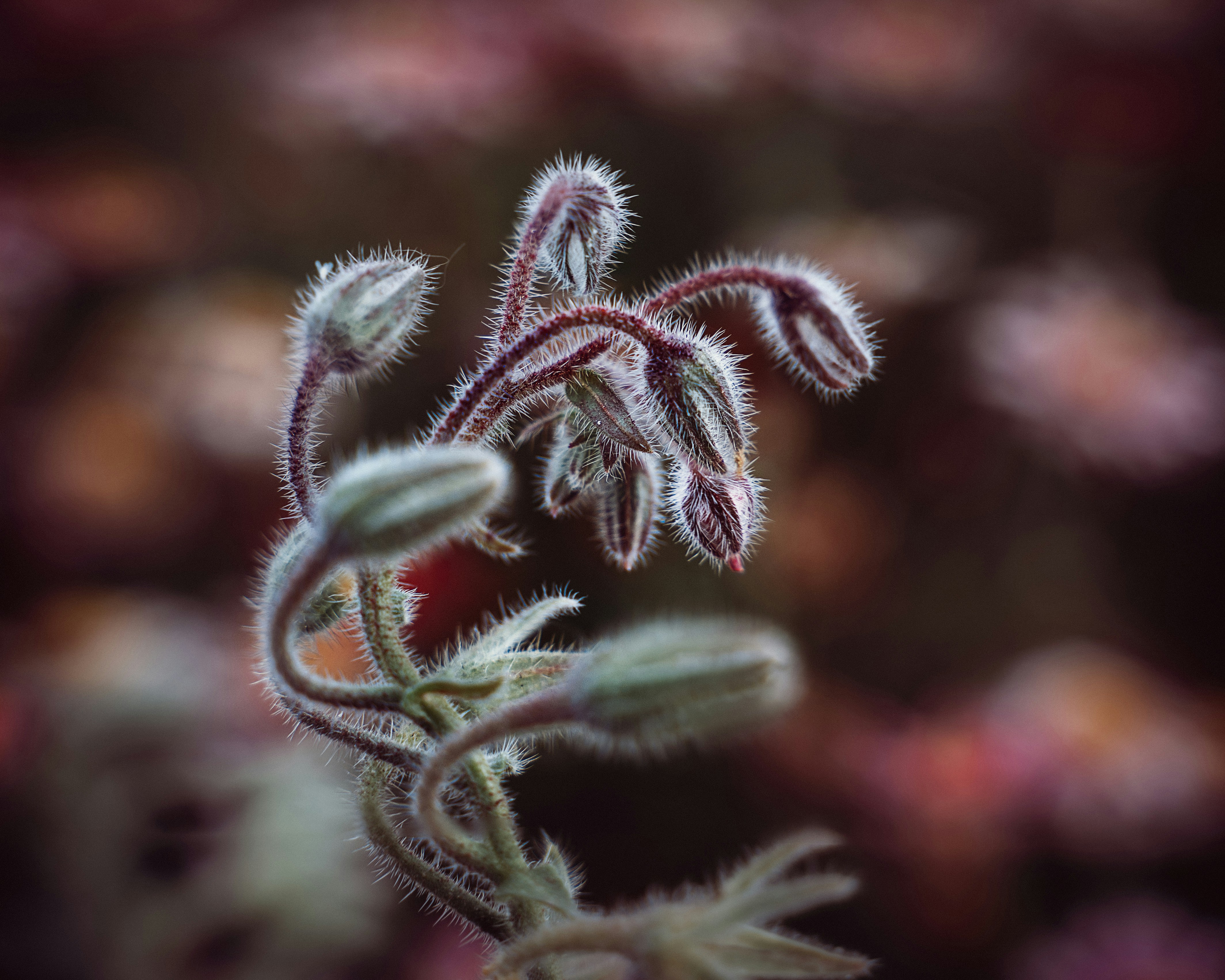 green and white plant in close up photography