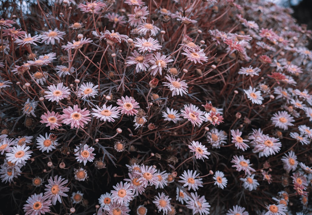 a close up of a bunch of pink flowers