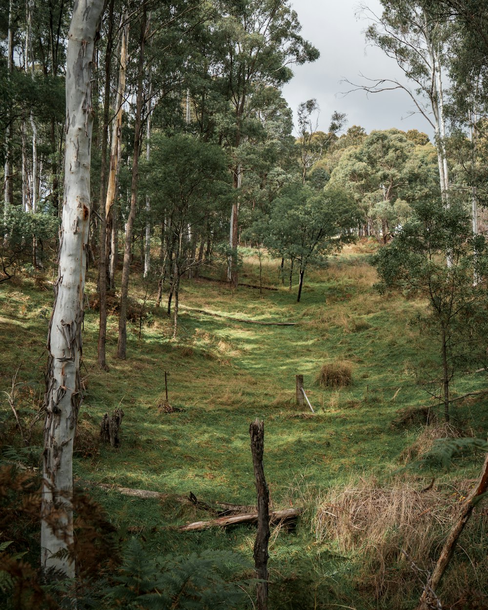 green grass and trees during daytime