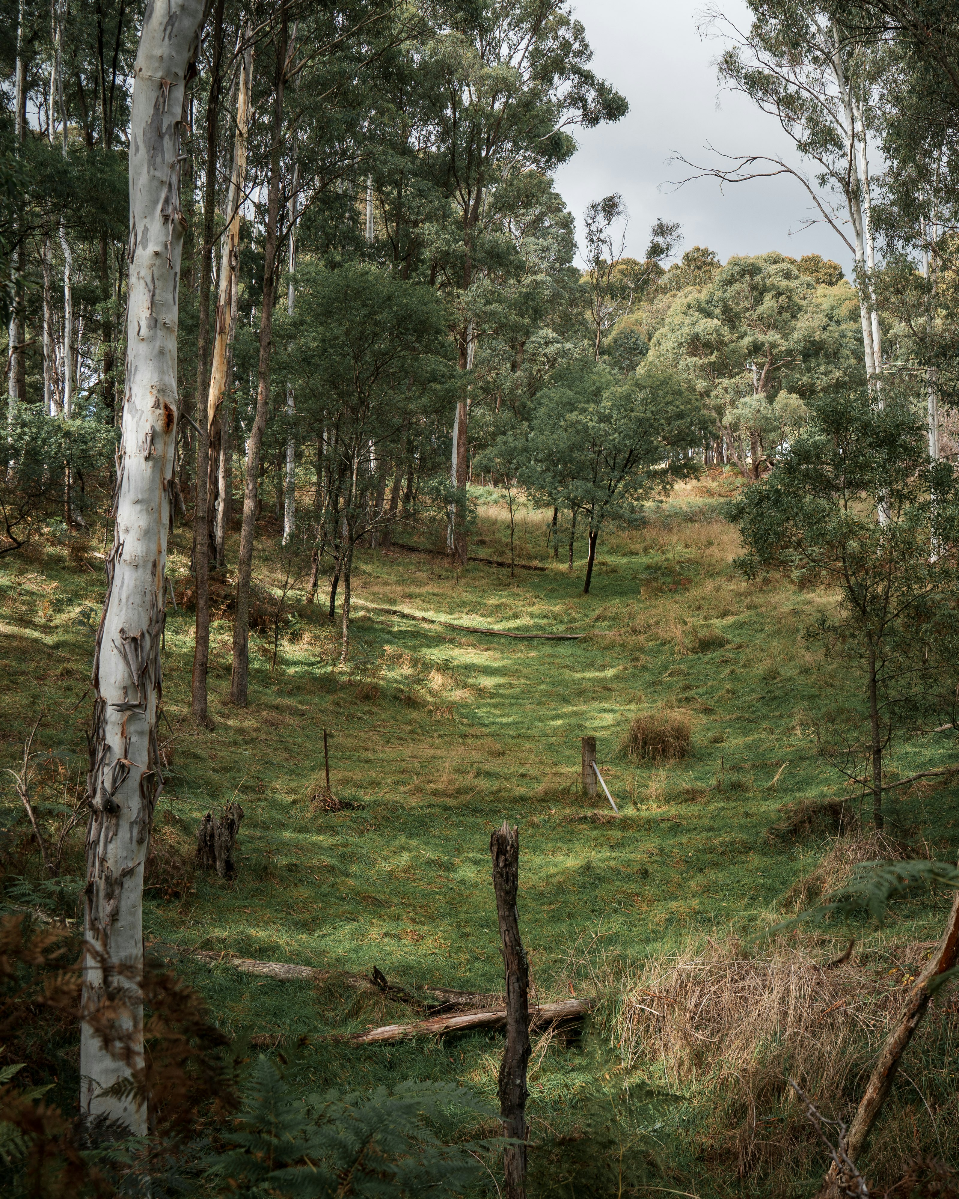 green grass and trees during daytime