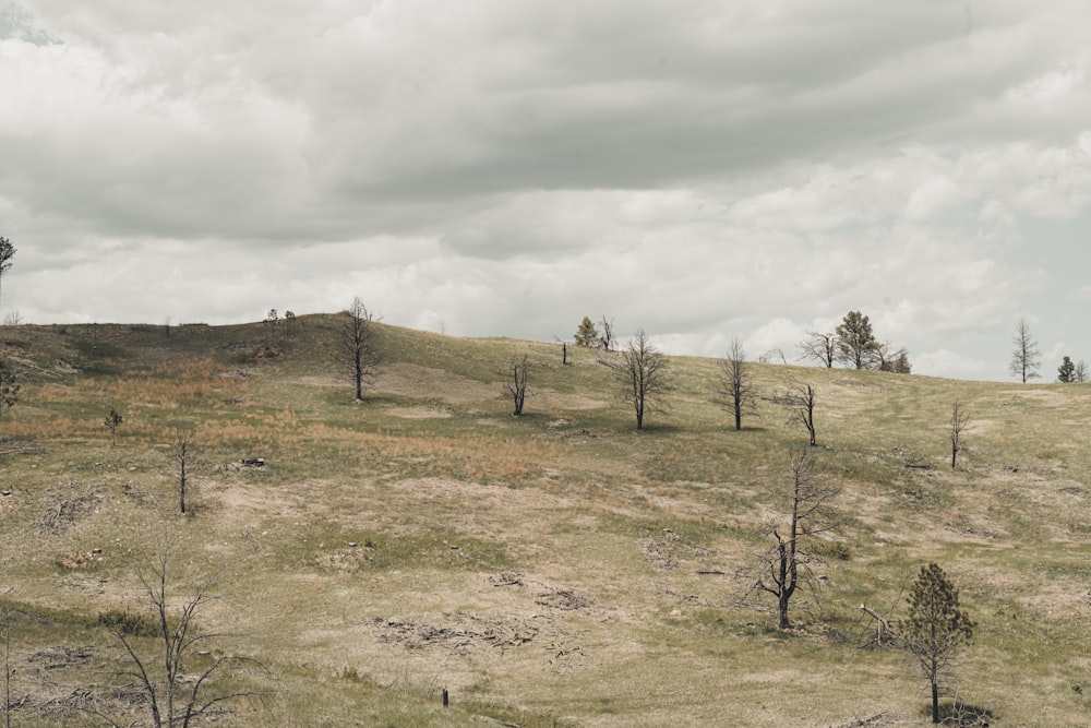 a grassy hill with trees on top of it