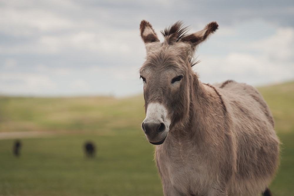 Un burro parado en un campo de hierba