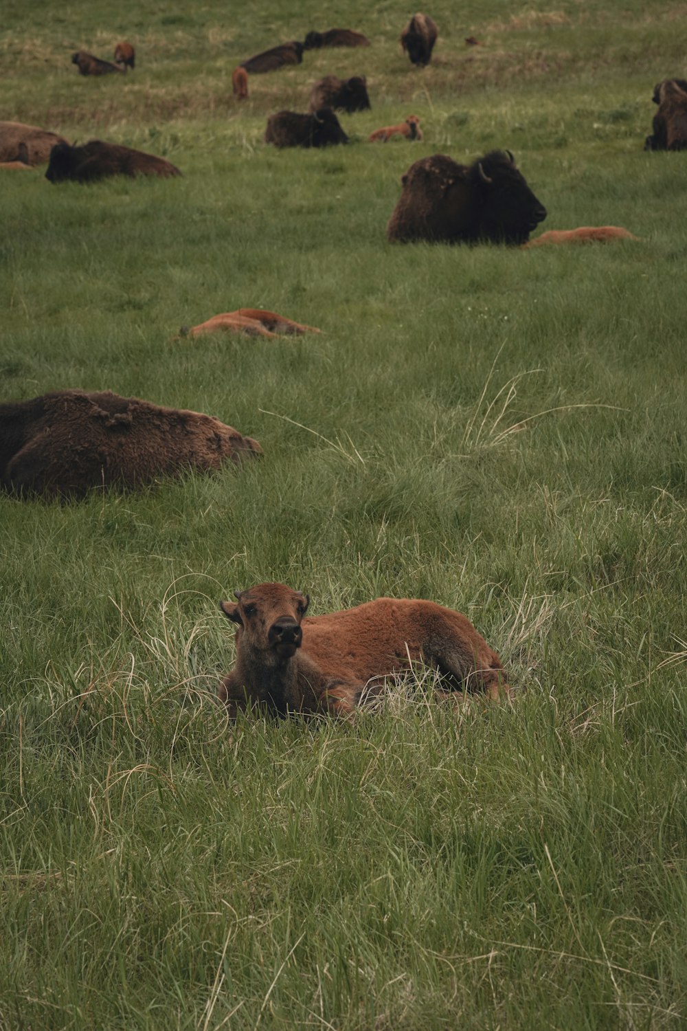 brown animal on green grass field during daytime