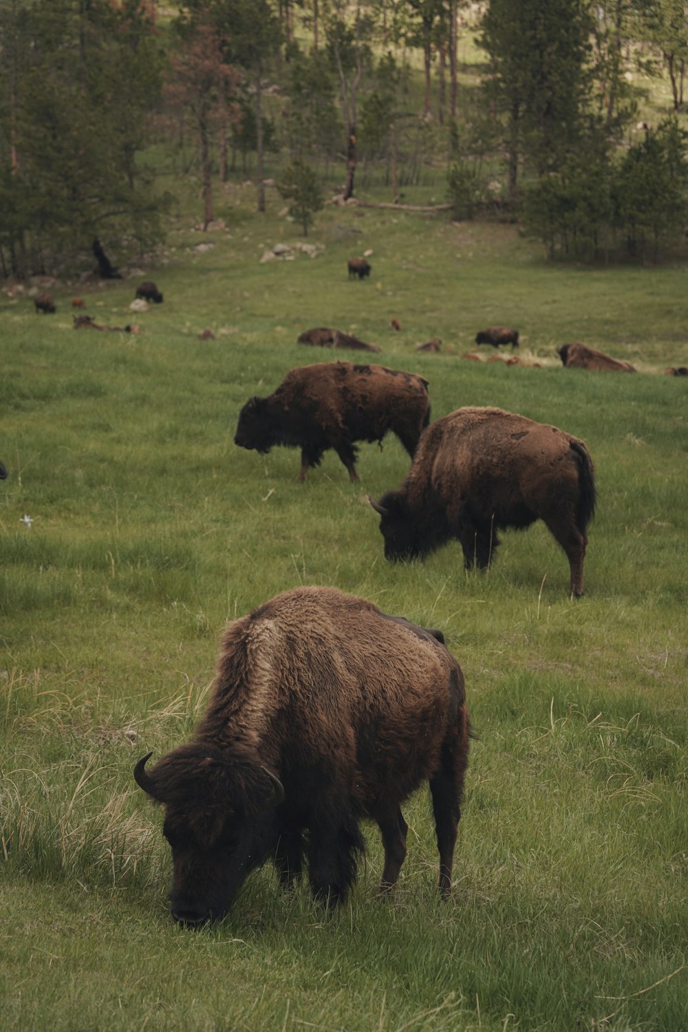 a herd of bison grazing on a lush green field