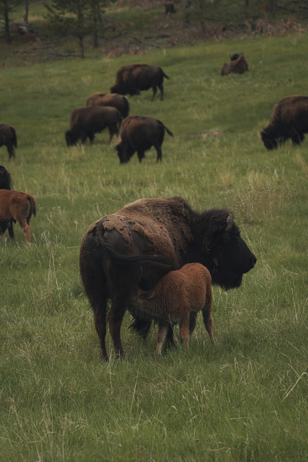 a herd of buffalo grazing on a lush green field