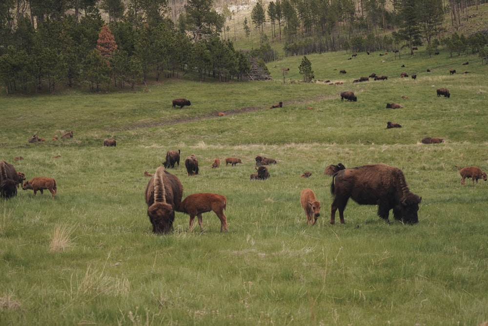 brown animal on green grass field during daytime