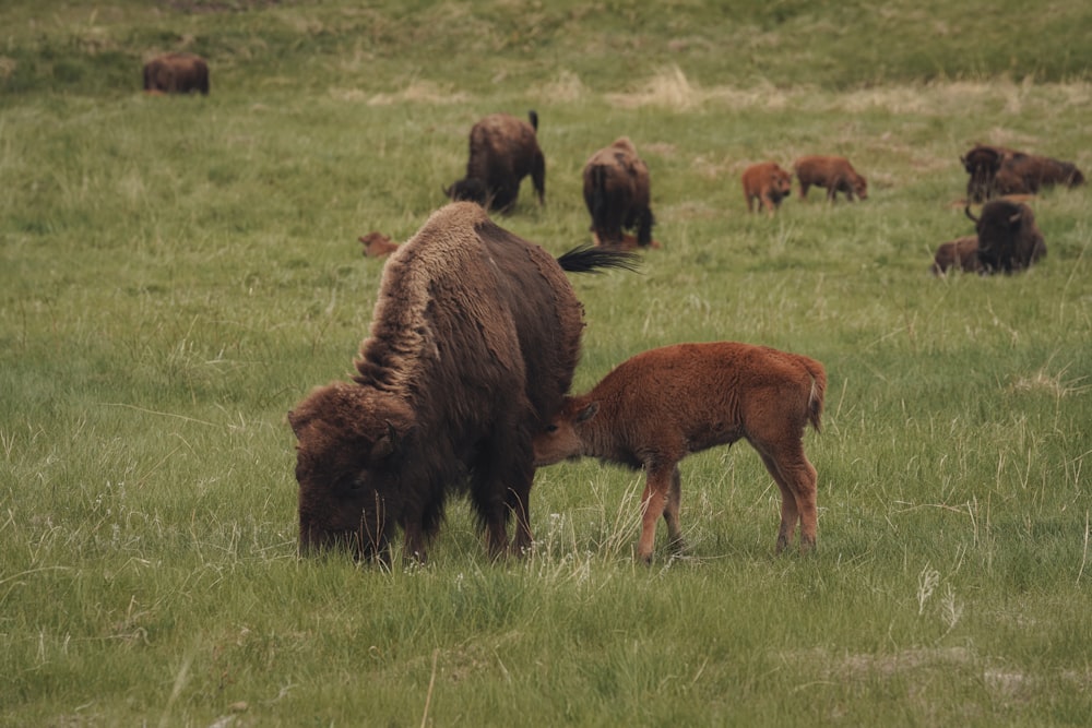 a herd of bison grazing on a lush green field