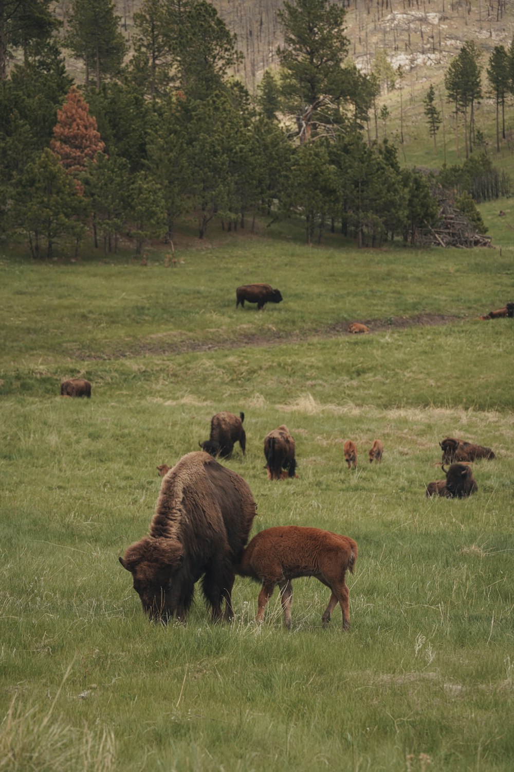 brown and black animal on green grass field during daytime