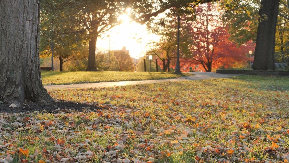 the sun shines through the trees and leaves on the ground