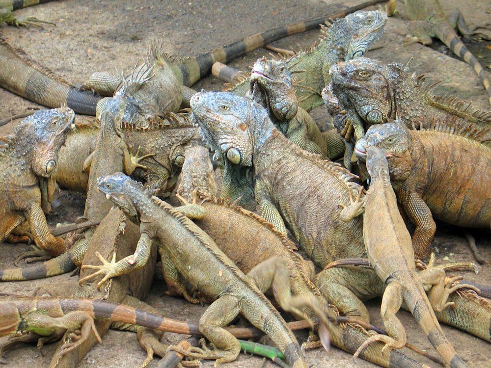 a group of iguanas sitting on the ground