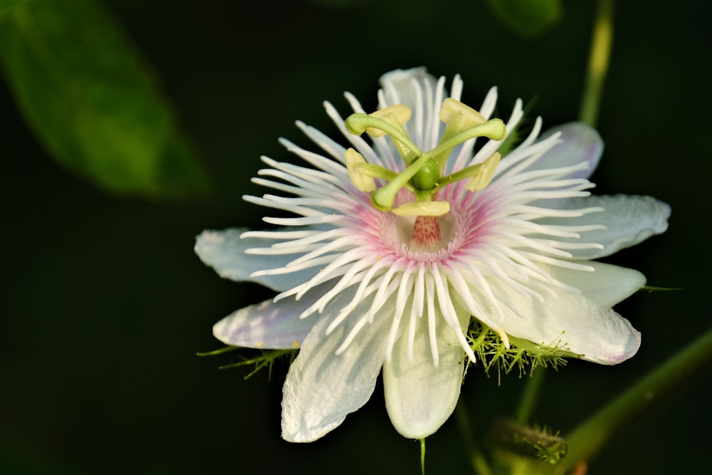 a close up of a white flower with green leaves