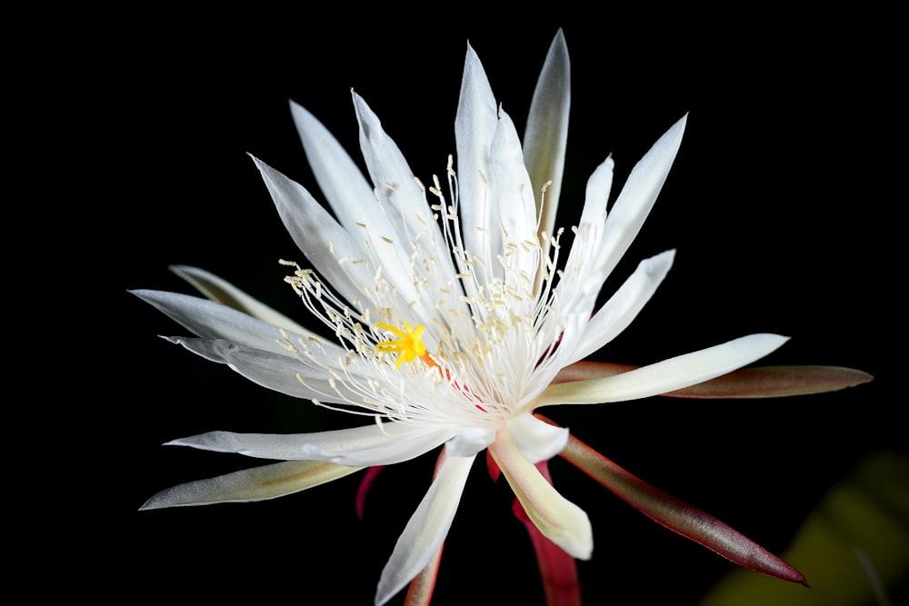 a close up of a white flower on a black background