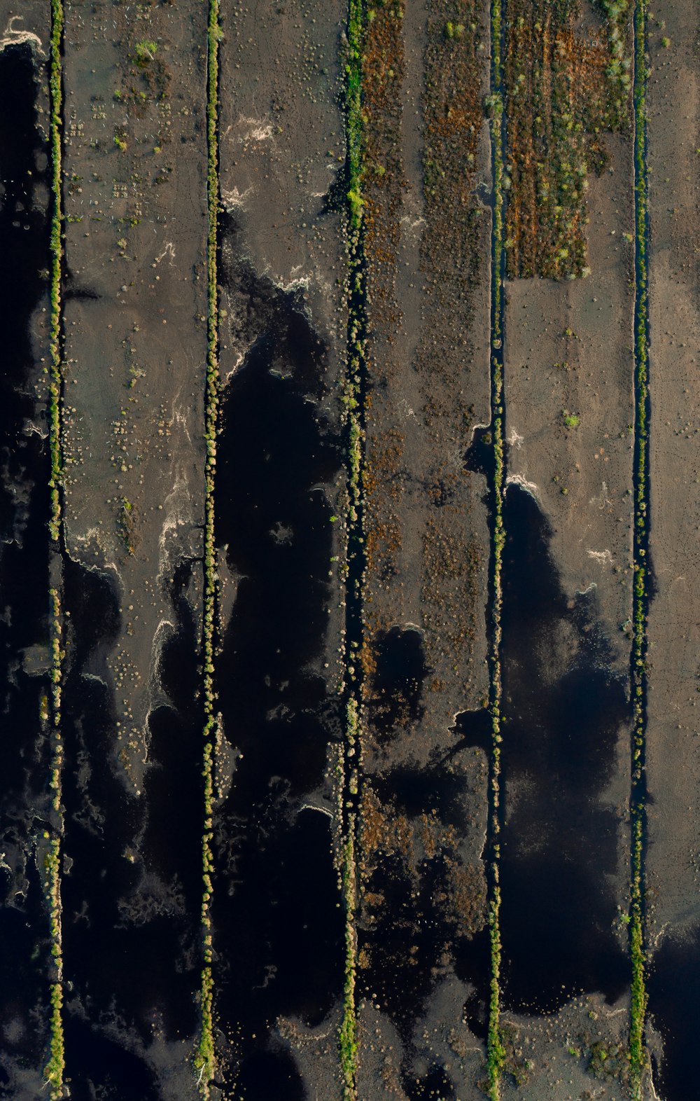 an aerial view of a row of trees in a field