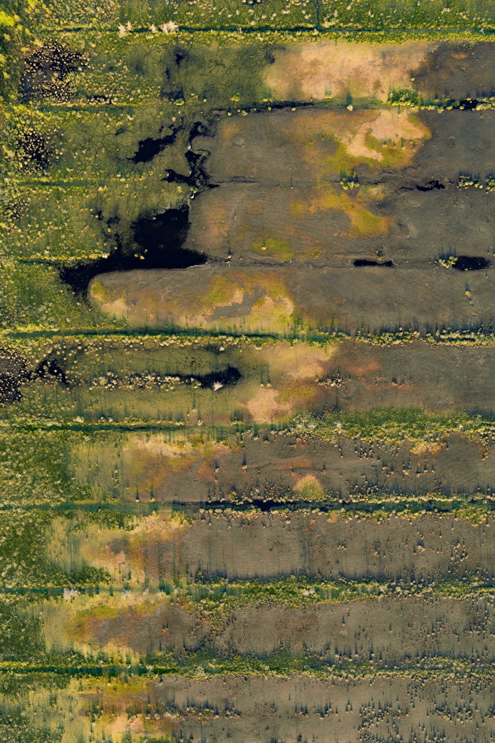 Una vista aérea de un campo verde con árboles