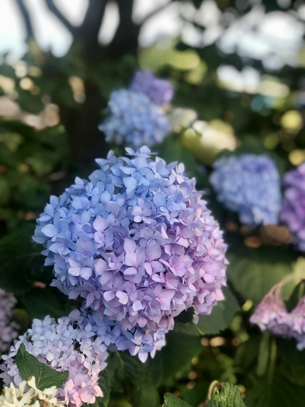 Un ramo de flores púrpuras y azules en un jardín