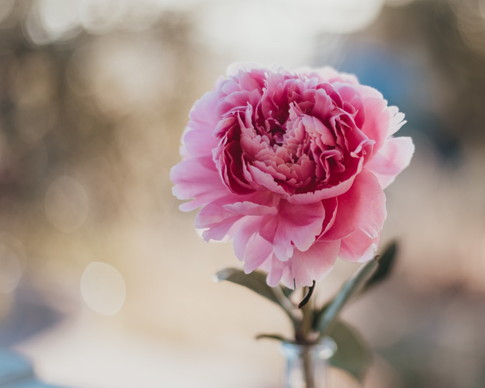 Rosa rosada en flor durante el día