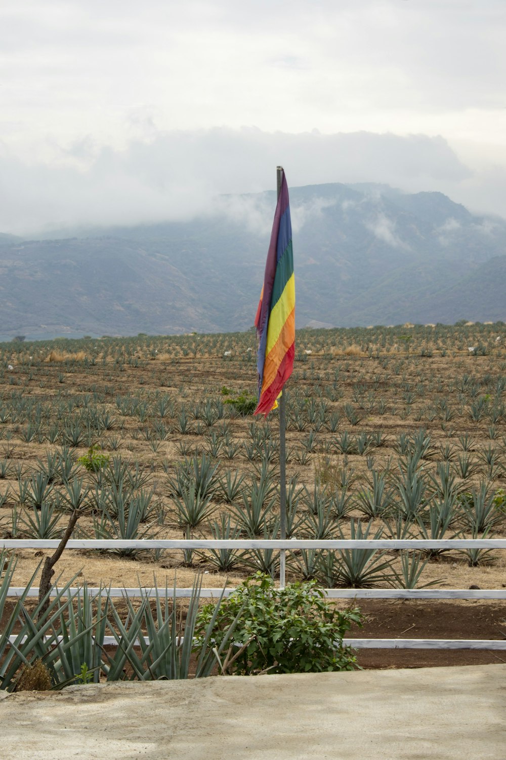a rainbow flag in a field of pineapples