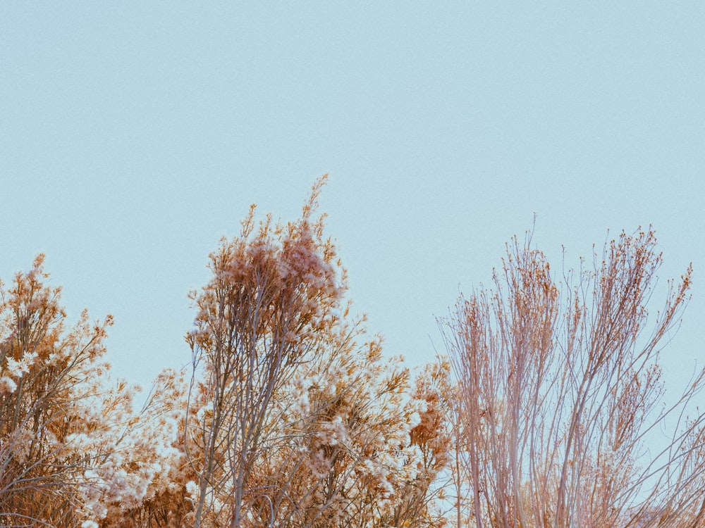 brown trees under white sky during daytime