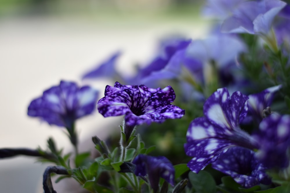 a close up of purple flowers in a pot