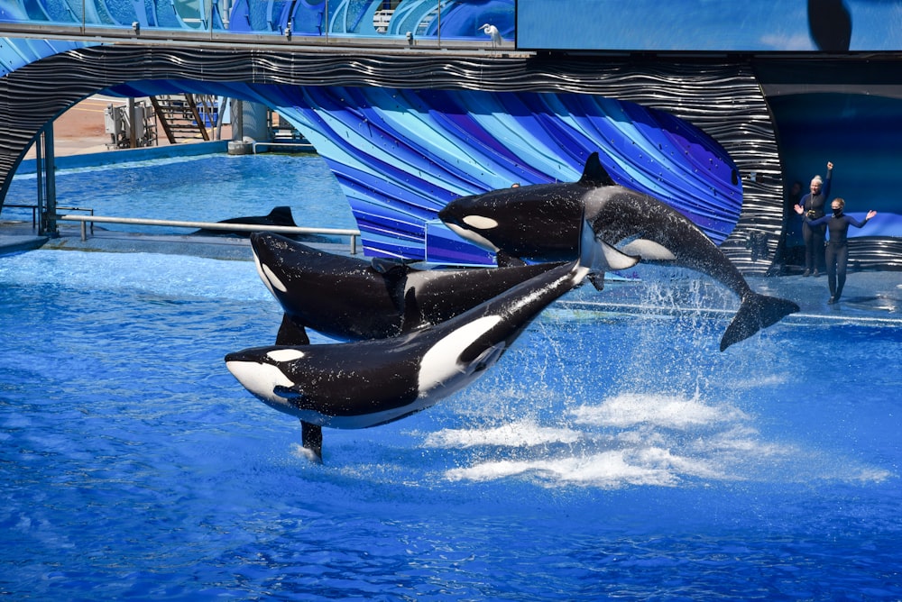 a couple of orca jumping in the air