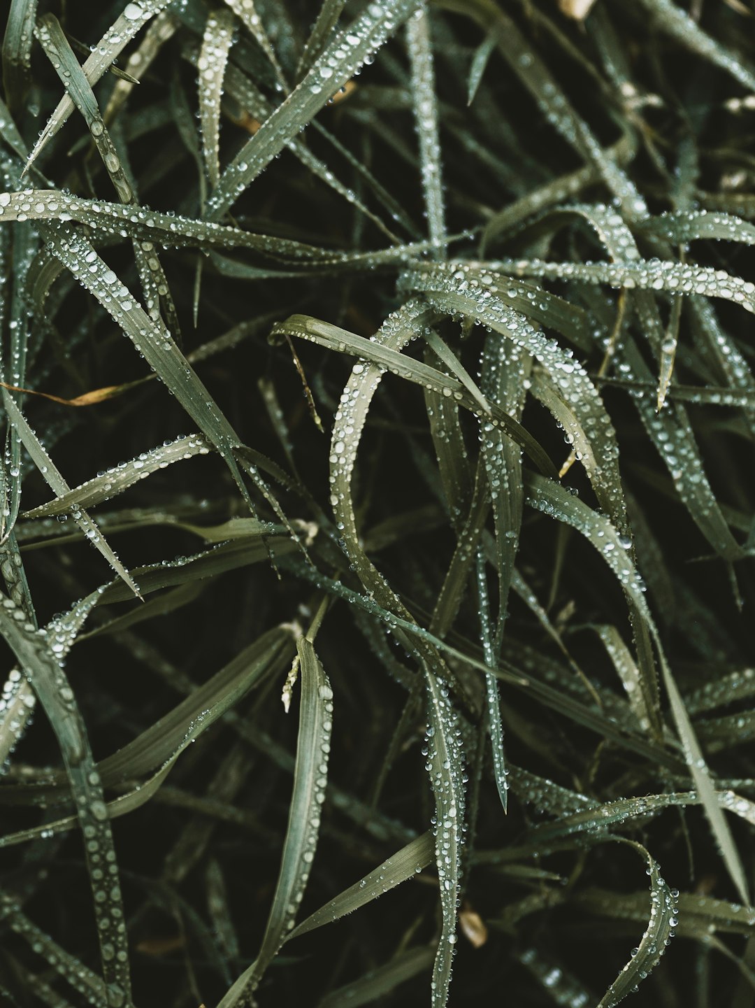 green and white plant in close up photography