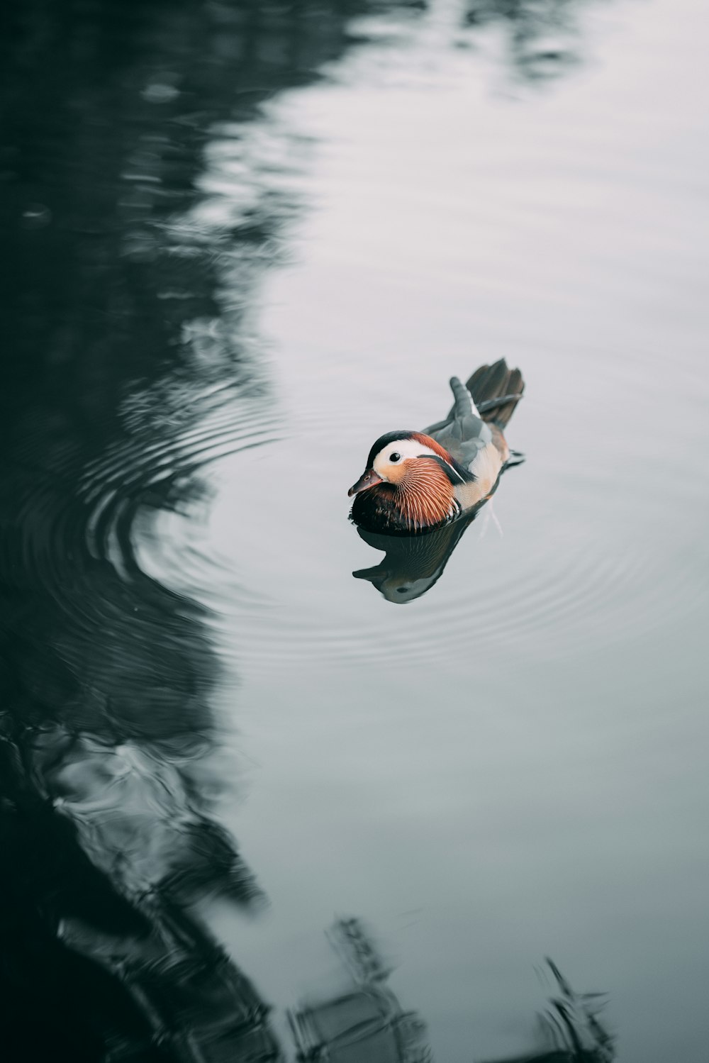 a bird flying over a body of water