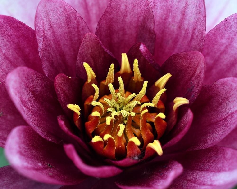 a close up of a purple flower with yellow stamen