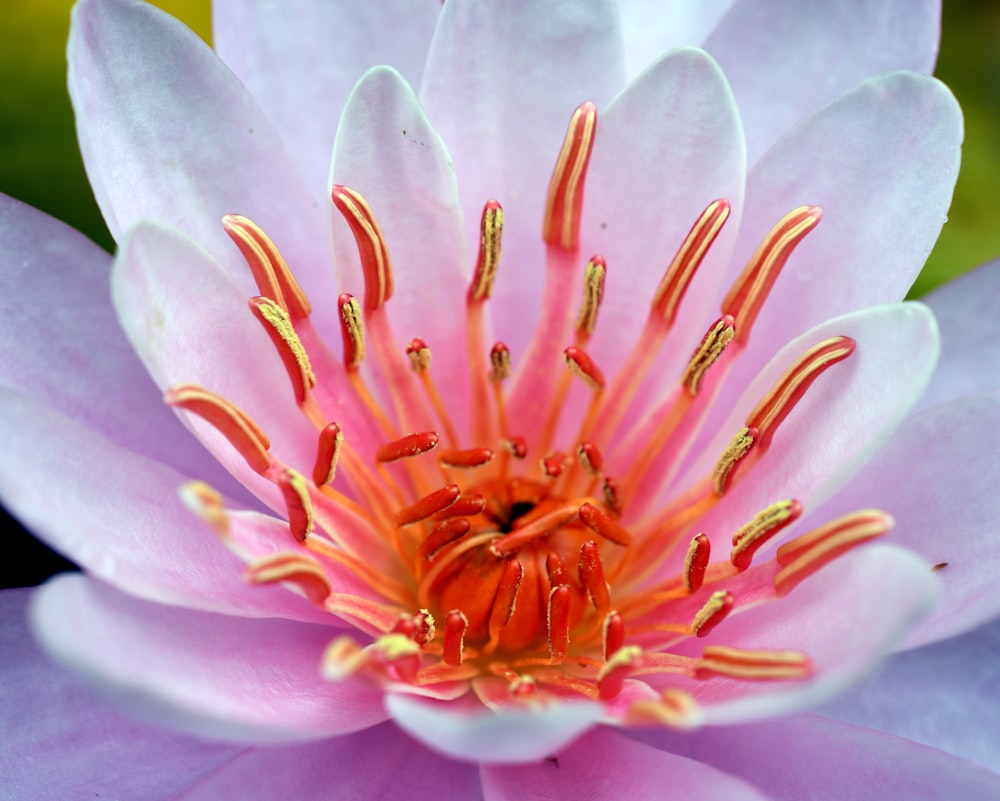 a close up of a pink flower with yellow stamens