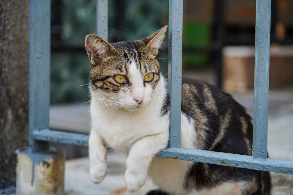 a cat sitting behind a gate looking at the camera