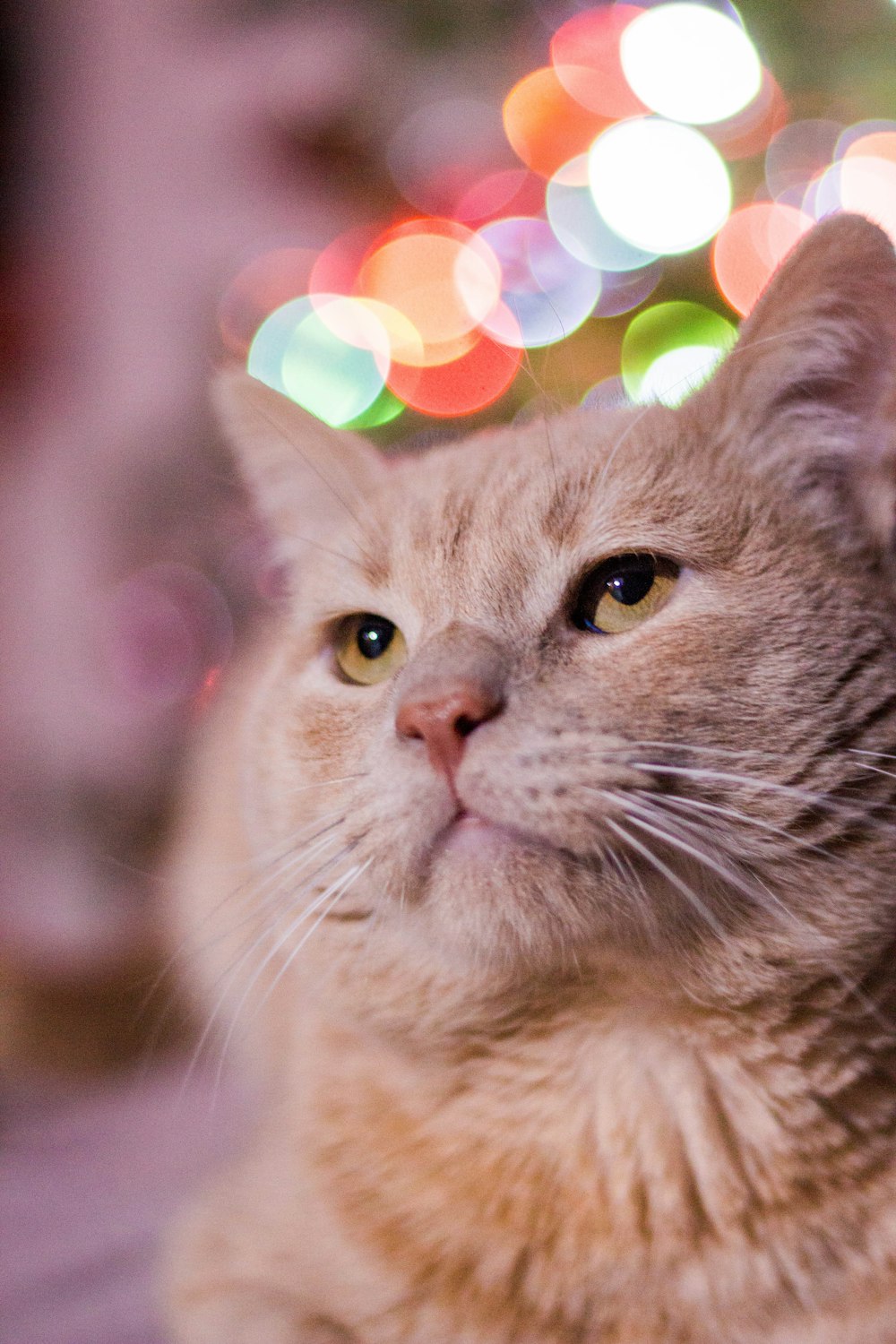 a close up of a cat with a blurry background