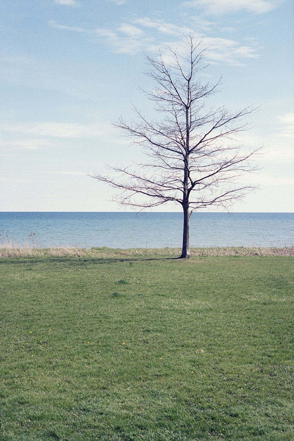 a lone tree in a grassy field by the ocean