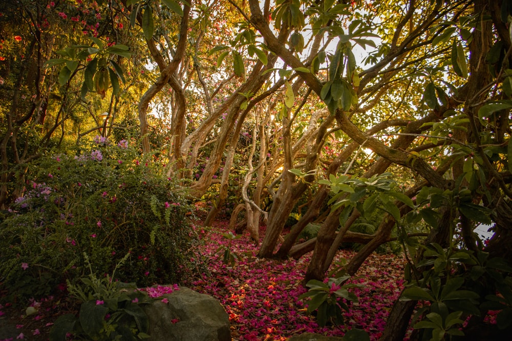 a forest filled with lots of trees and flowers