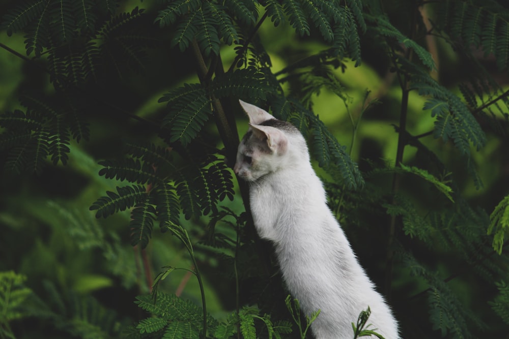 a white cat standing on top of a lush green forest