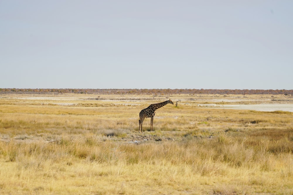 a giraffe standing in a field of dry grass