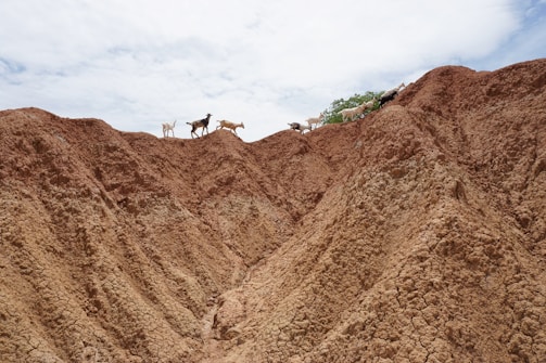 A group of goats climbing rocky terrain on a sunny day