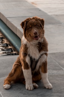 A brown and white dog with a thick coat and bright eyes is sitting on a stone pavement. It has a harness on and appears to be looking at the camera with a friendly expression. The background features part of a concrete walkway and what seems to be water on the left side.