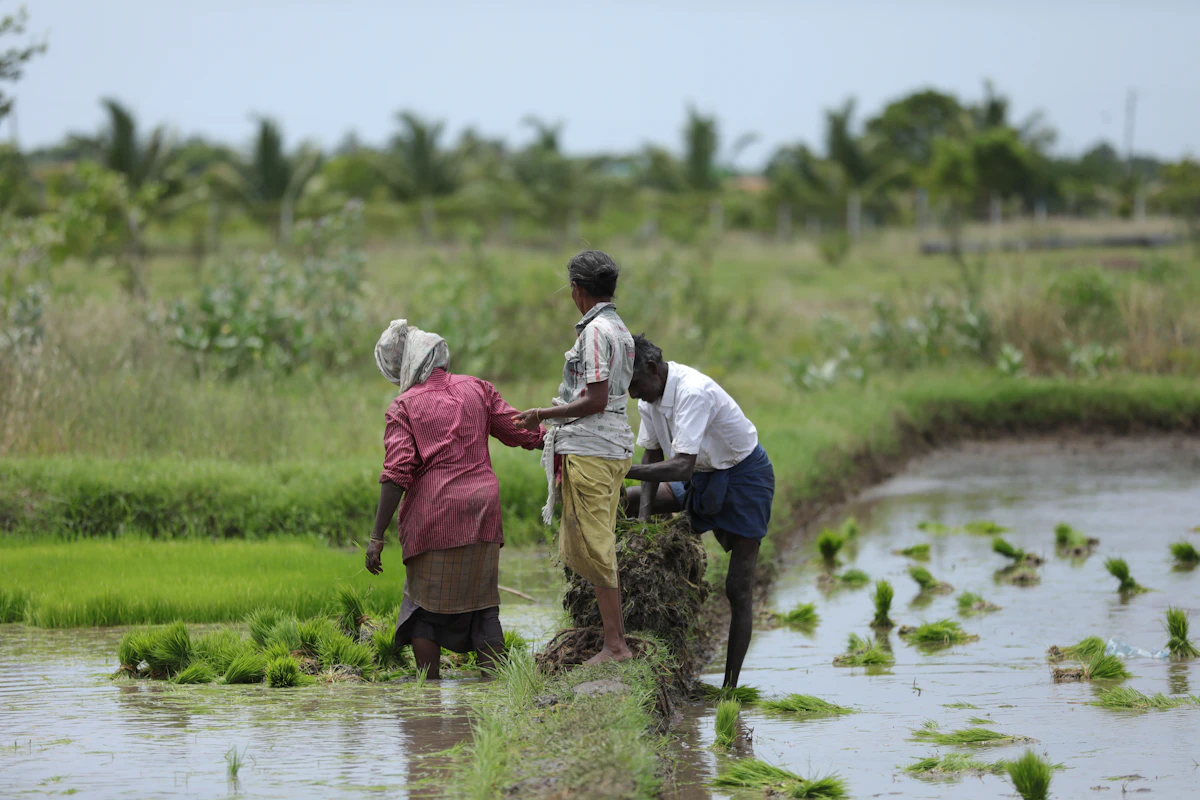 Farmers transplanting paddy together in a flooded field