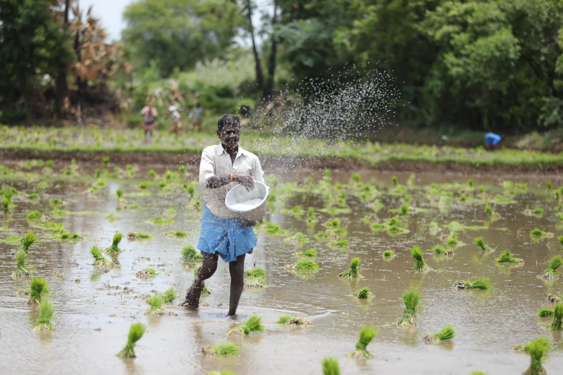 A farmer broadcasting fertilizer across a young paddy crop