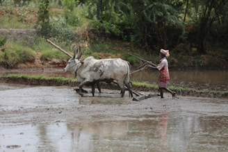 girl in red jacket standing beside cow on water during daytime